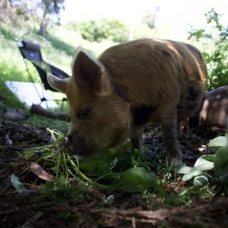 Piglet Foraging on Earth Day