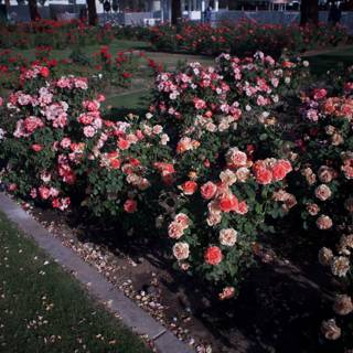 A Field of Roses