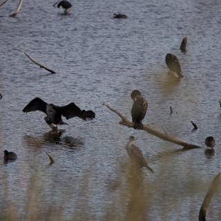 A Flock's Serenity at Lake Merced