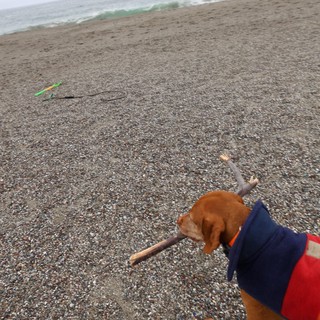 Vizsla Proudly Carries Driftwood on Pebbly Beach