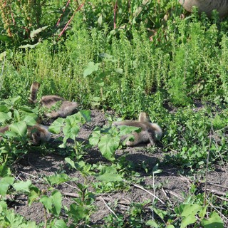 Canada Goose Family Foraging in Wetland Vegetation