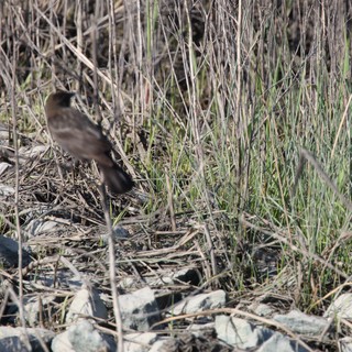 Dark-Eyed Junco Foraging Among Dried Grasses and Rocks