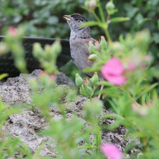 Garden Bird Perched Among Pink Flowers and Foliage