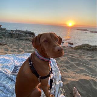 Sunset Snuggles with Man's Best Friend