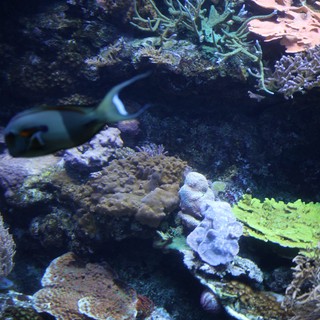 Vibrant Coral Reef Ecosystem with Tropical Fish