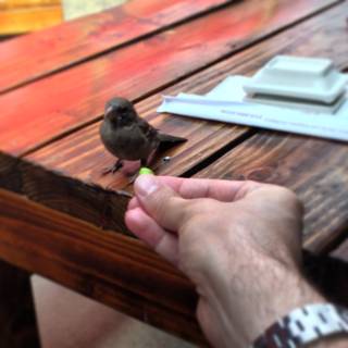 Bird Feeding Session on a Wooden Table