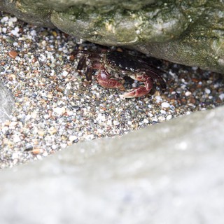 Crab Sheltering Beneath Rocky Shore Boulders
