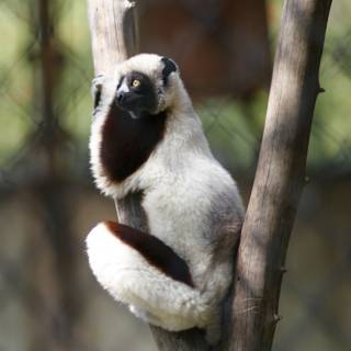 The Wise Lemur