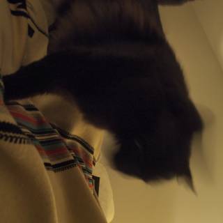Blurry Black Cat on a Cozy Bed