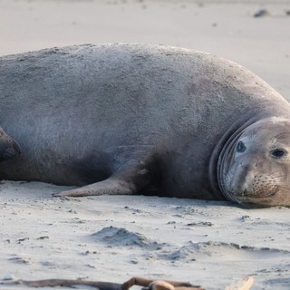 Northern Elephant Seal Resting on Sandy Beach