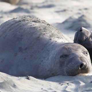 Elephant Seal Mother and Pup Resting on Beach