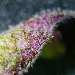 Extreme Macro: Fuzzy Plant Stem with Purple Pigmentation
