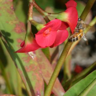 Busy Bee on a Geranium Flower