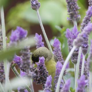 Nature's Secret Symphony