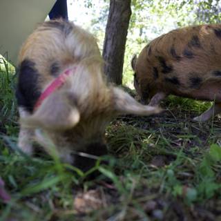 Earthy Explorers: Pigs at Play in Alemany Farm