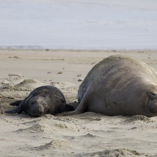 Mother Elephant Seal and Newborn Pup Resting on Beach