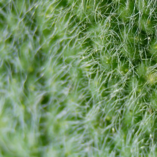 Microscopic Green Plant Trichomes Up Close