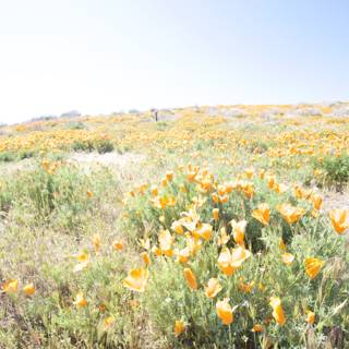 Blooming Field of Marigolds