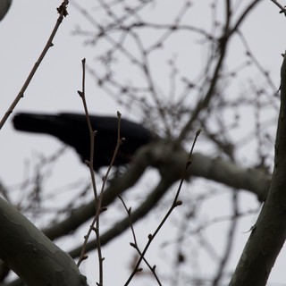 Silhouette of Hawk Through Bare Winter Branches