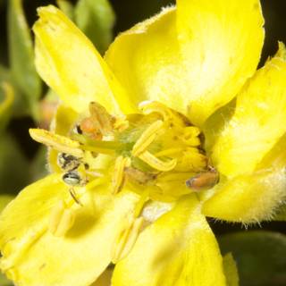 Busy Bee on a Geranium flower