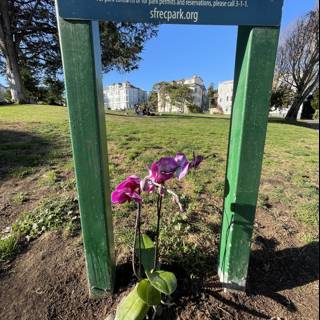 Purple Orchid in Duboce Park