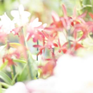 Blurry Garden Blooms