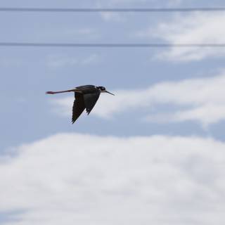 Flying Black-Necked Stilt