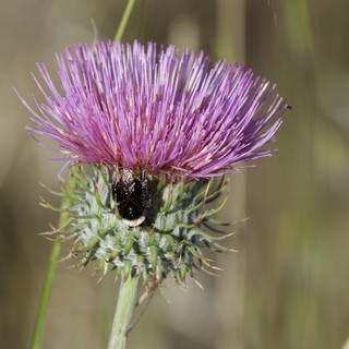 Bumblebee Foraging on Purple Thistle Bloom
