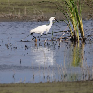 Snowy Egret Foraging in Wetland Shallows