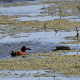 Cinnamon Teal Pair in Wetland Habitat