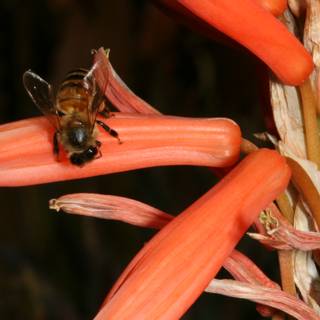 Bee Pollinating a Red-Stemmed Flower