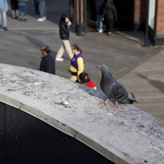 Urban Pigeon Watch