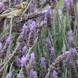 Small Bird Perched Among Purple Lavender Blossoms