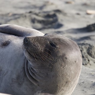 Elephant Seal Resting on Sandy Beach at Drakes Beach