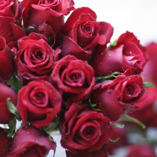 Simply Stunning: 14 Red Roses in Full Bloom