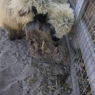 Woolly Companions Behind the Fence