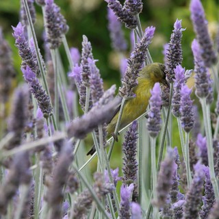 Yellow Sunbird Feeding Among Purple Lavender Flowers