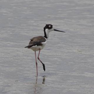 Graceful Sentinel of the Marshlands