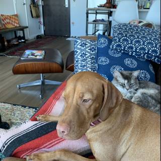 Couch Companions
