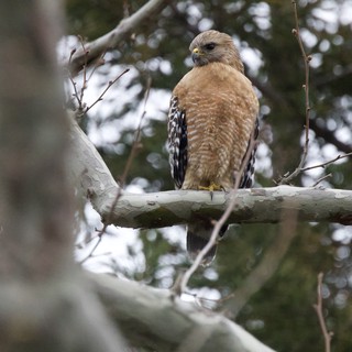 Red-Shouldered Hawk Perched on Winter Branch