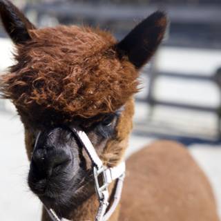 Charming Llama at Carmel Valley Ranch