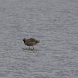Tranquil Bay Wader