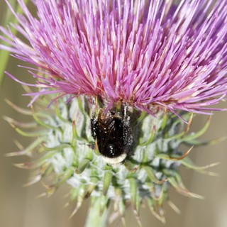 Bumblebee Foraging on Purple Thistle Bloom