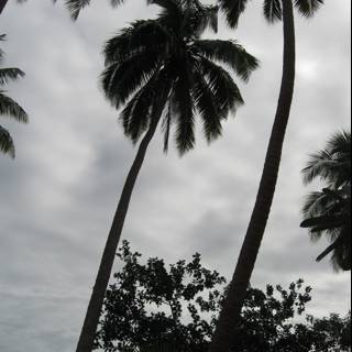 Palm Tree Silhouette Against a Tropical Sky