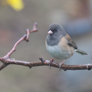 Dark-eyed Junco Perched on Winter Branch