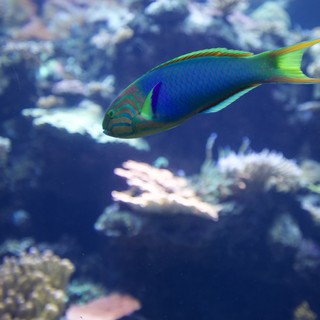 aquarium or coral reef