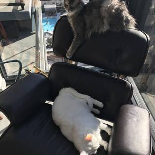 Two Feline Friends Enjoying the View from Their Chair