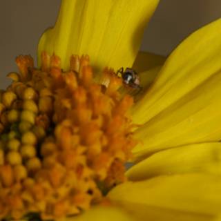 Pollinating Bee on Yellow Daisy