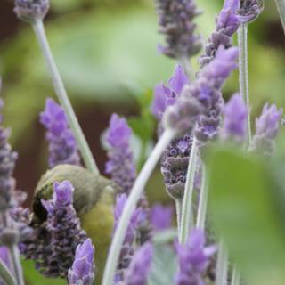 Lavender Haven