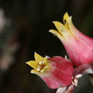 A Close Up of Two Pink Flowers with Yellow Centers